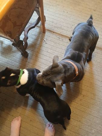 Lost Dog in Benton