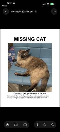 Lost cat