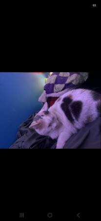 Lost Cat in Wilmington