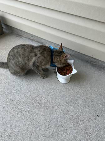Found Cat in The Reserve