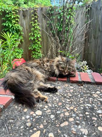 Lost cat
