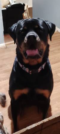 Lost Dog in Kernersville