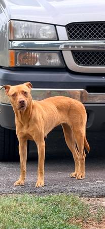 Found Dog in Belews Creek