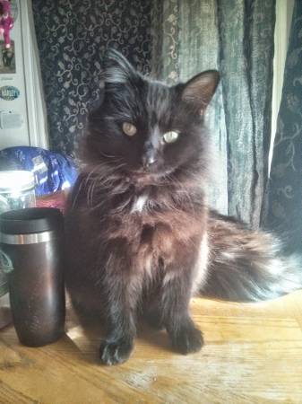 Lost Cat in Townsend