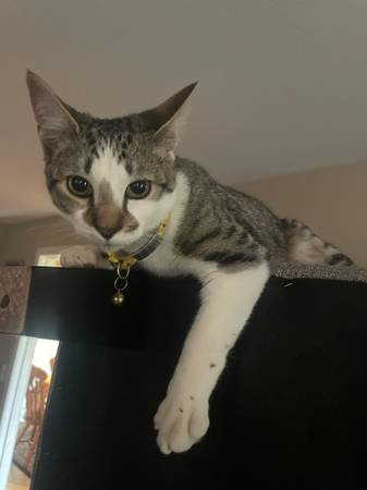 Lost Cat in Shrewsbury