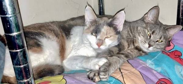 Lost Cat in Gardner