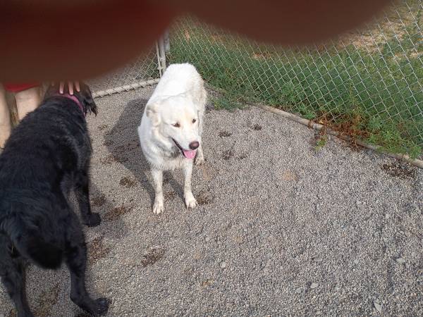 Found dog