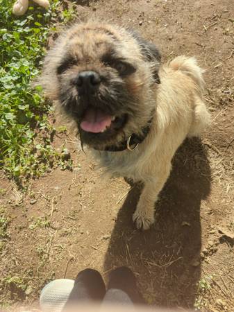 Found dog