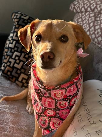 Lost Dog in Yakima