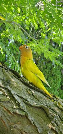 Found bird