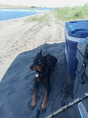 Lost Dog in Selah