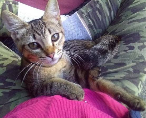Found Cat in Mabton
