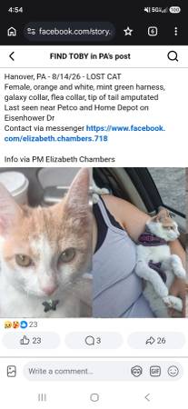 Lost Cat in York