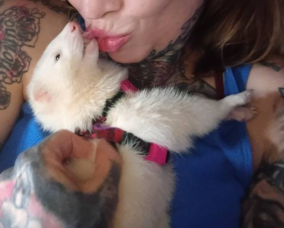Lost Ferret in Hanover
