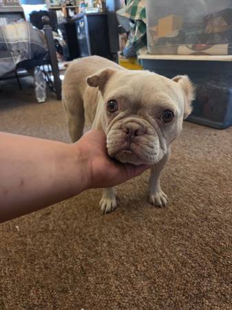 Found Dog in Olivehurst