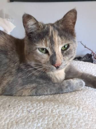 Lost Cat in Olivehurst