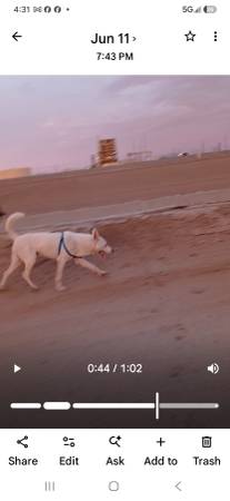 Lost Dog in Yuma