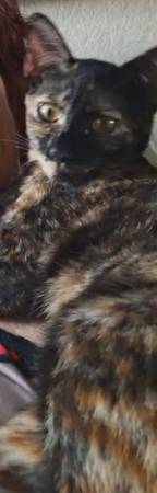 Lost Cat in Yuma