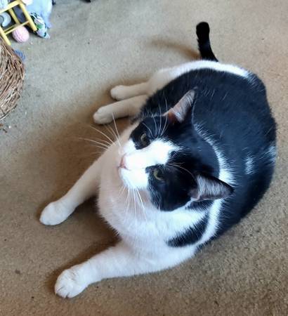 Lost Cat in Hopewell