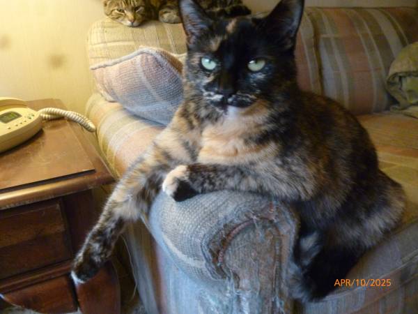 Lost Cat in Zanesville