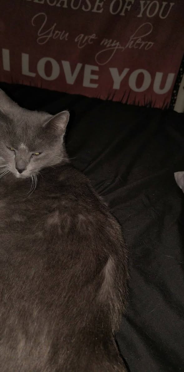 Lost Cat in Kennedy