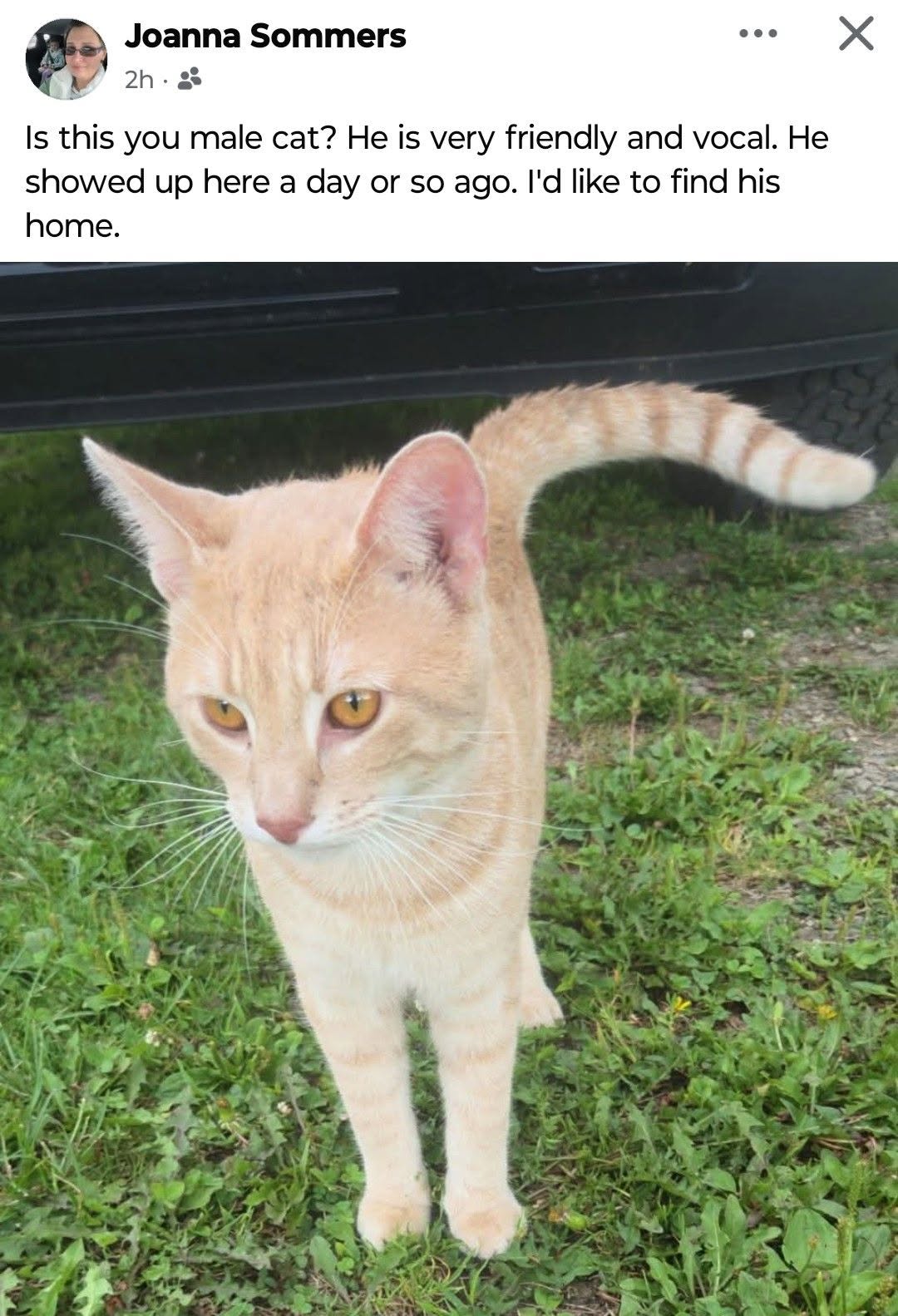 Found Cat in South Stockton