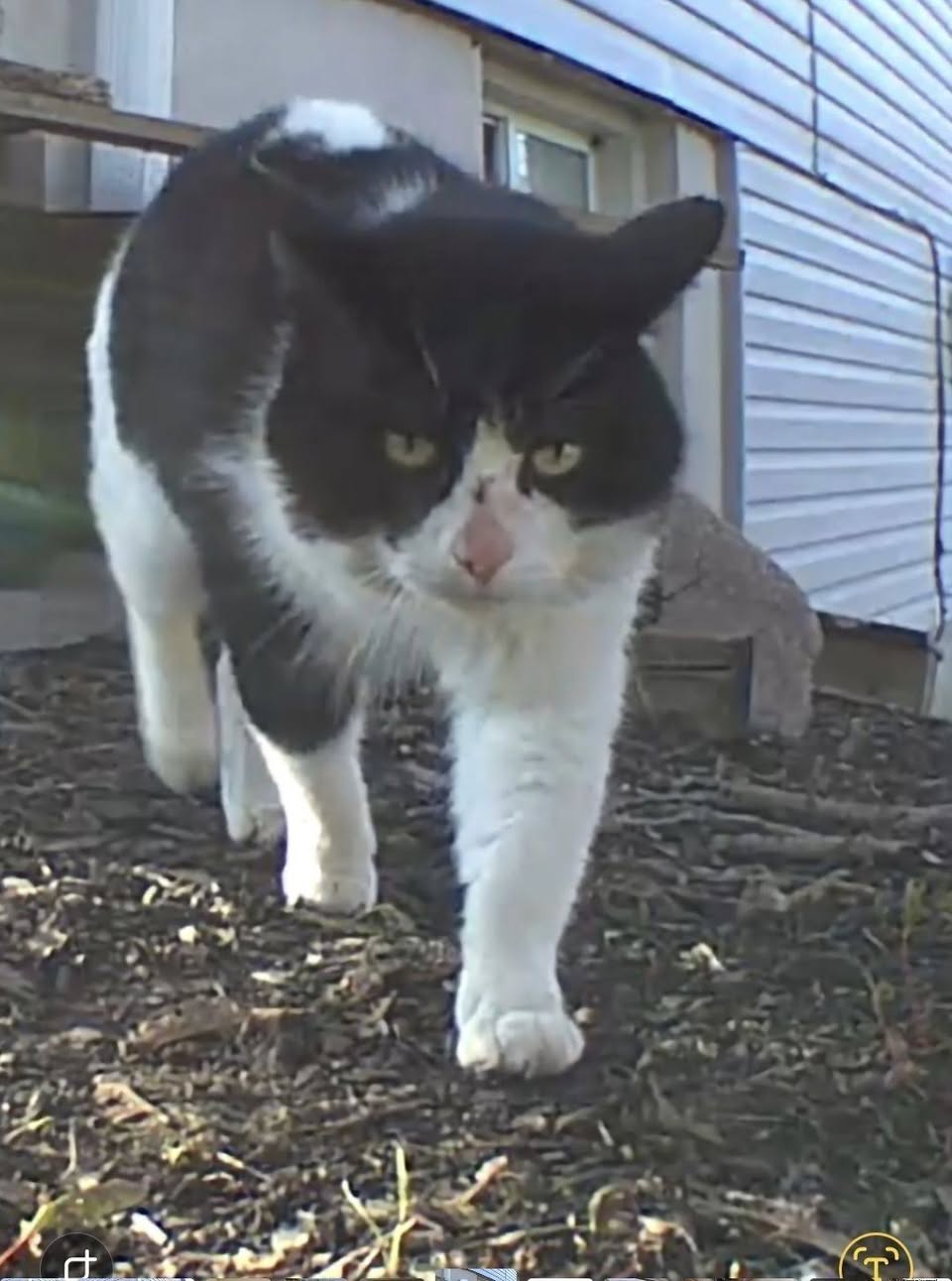 Found cat
