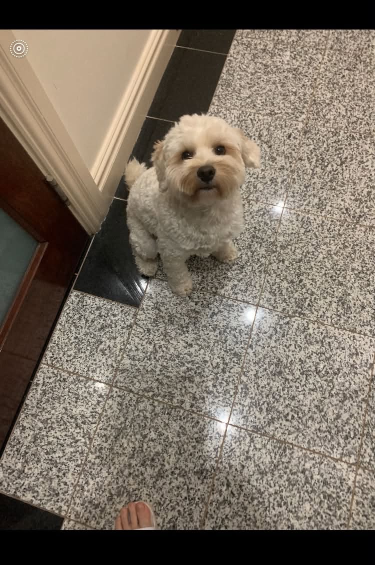 Lost dog