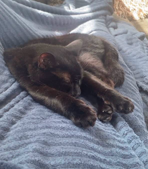 Lost Cat in Porsgrunn