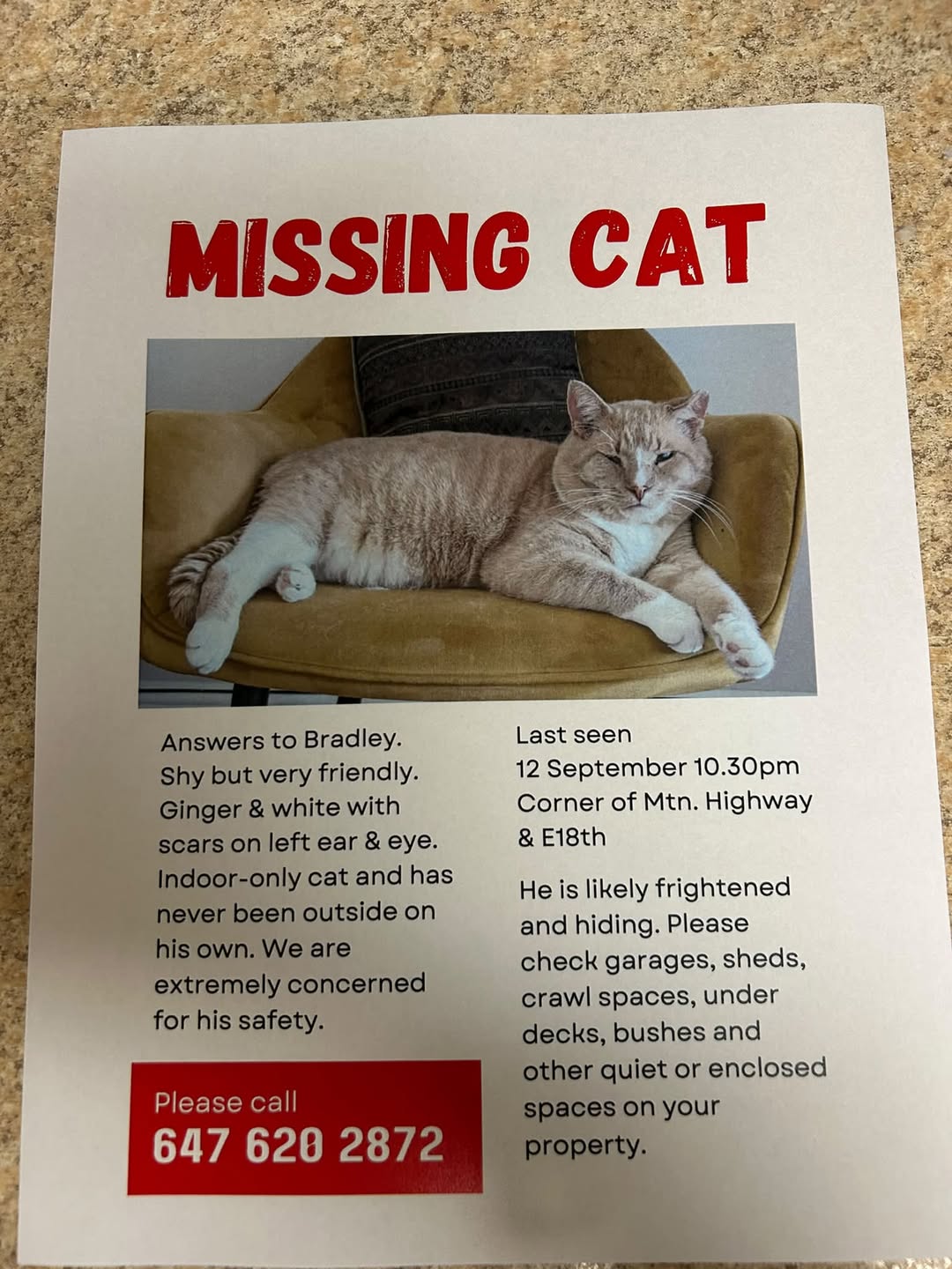 Lost cat