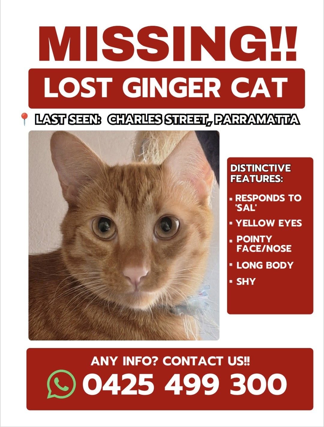 Lost Cat in Parramatta