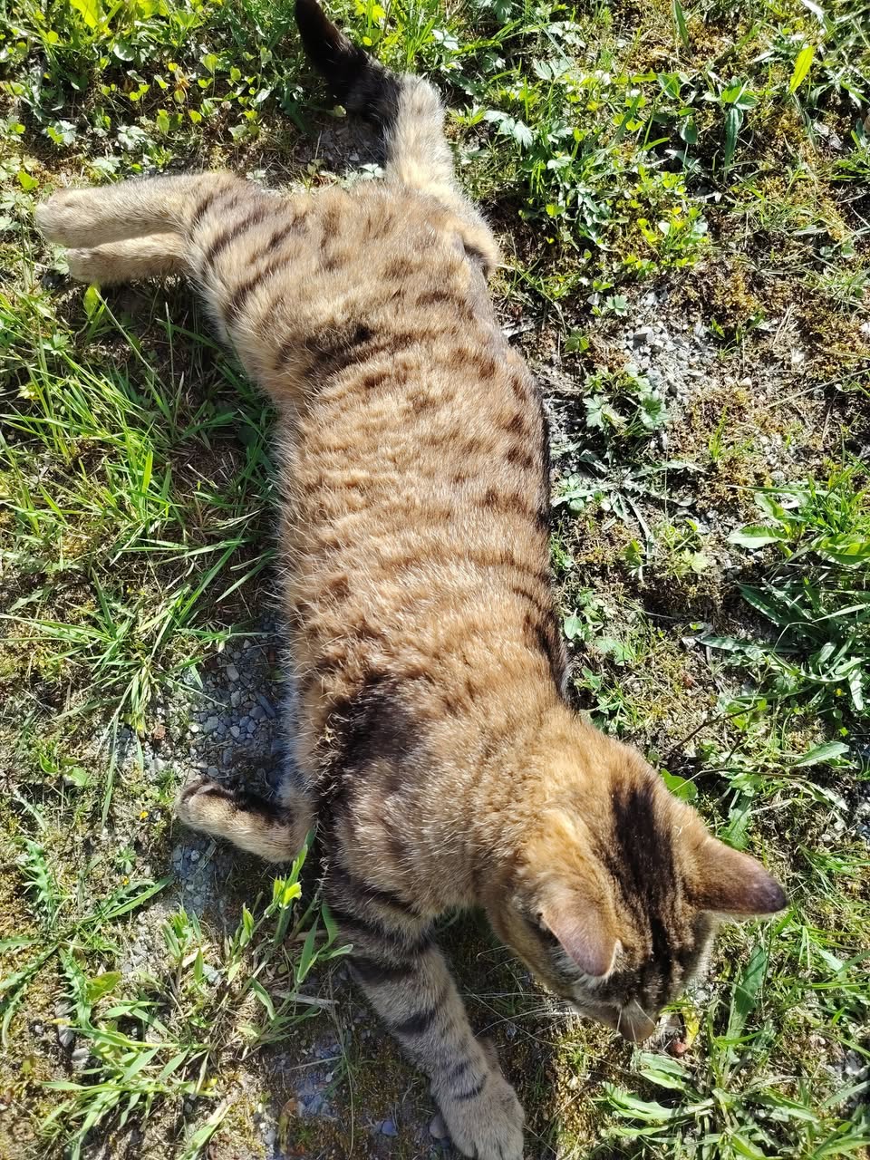 Lost cat