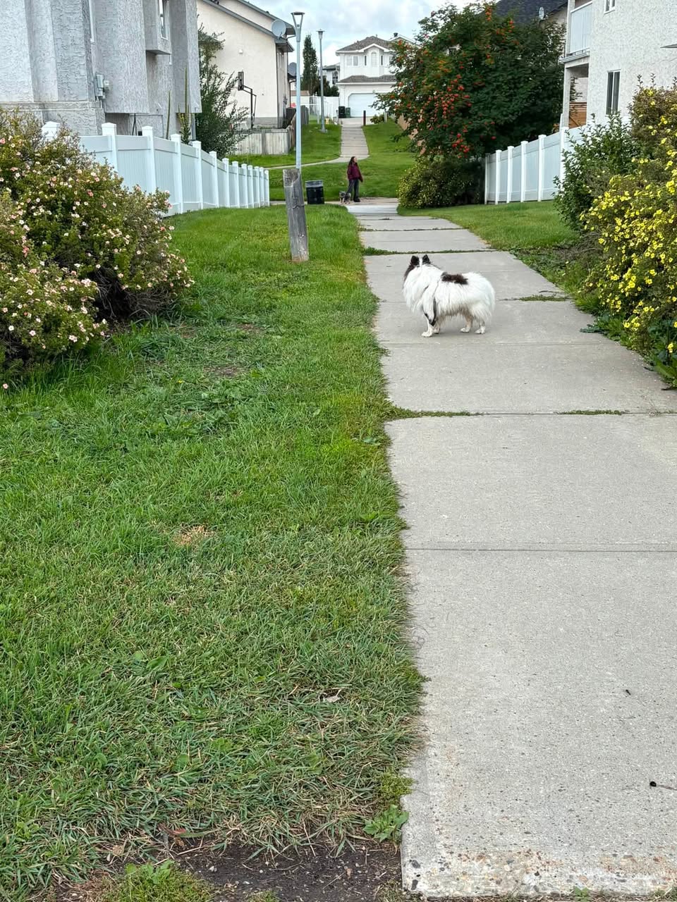 Found dog