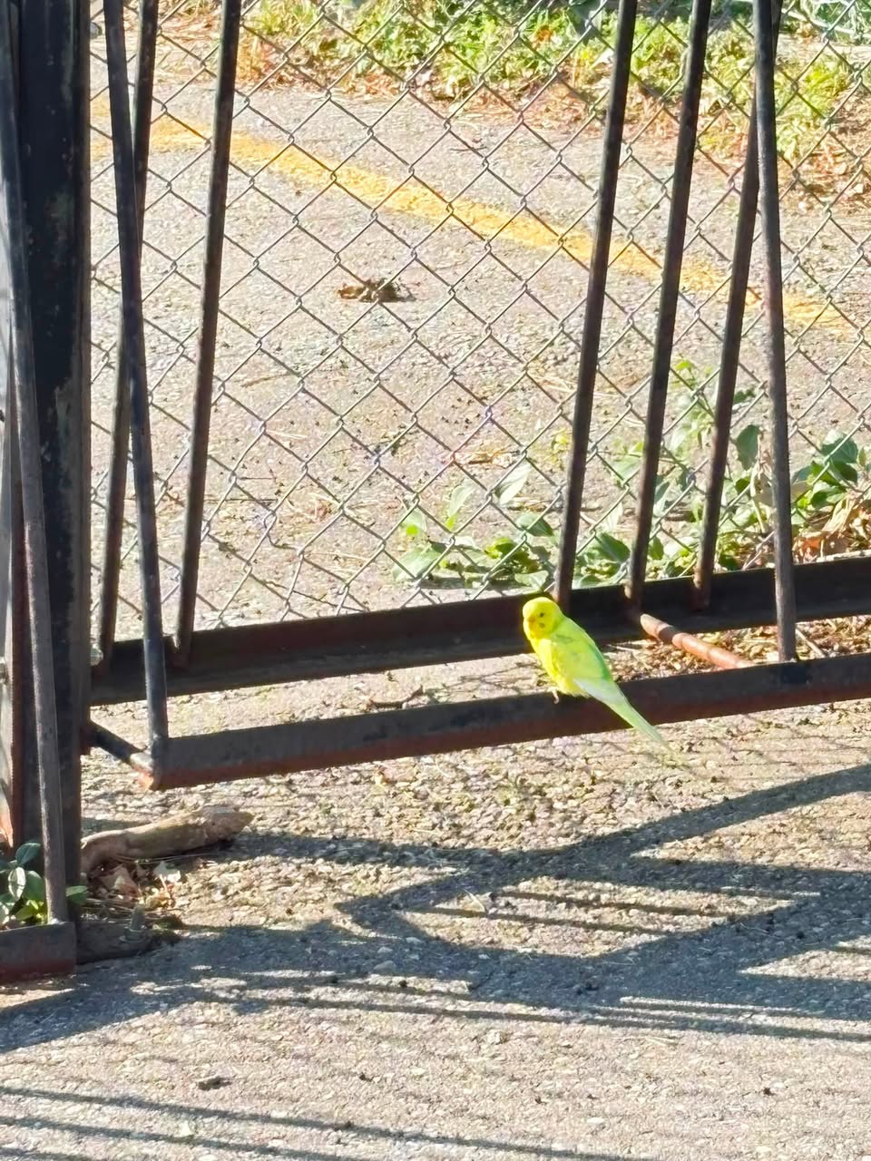 Found budgie