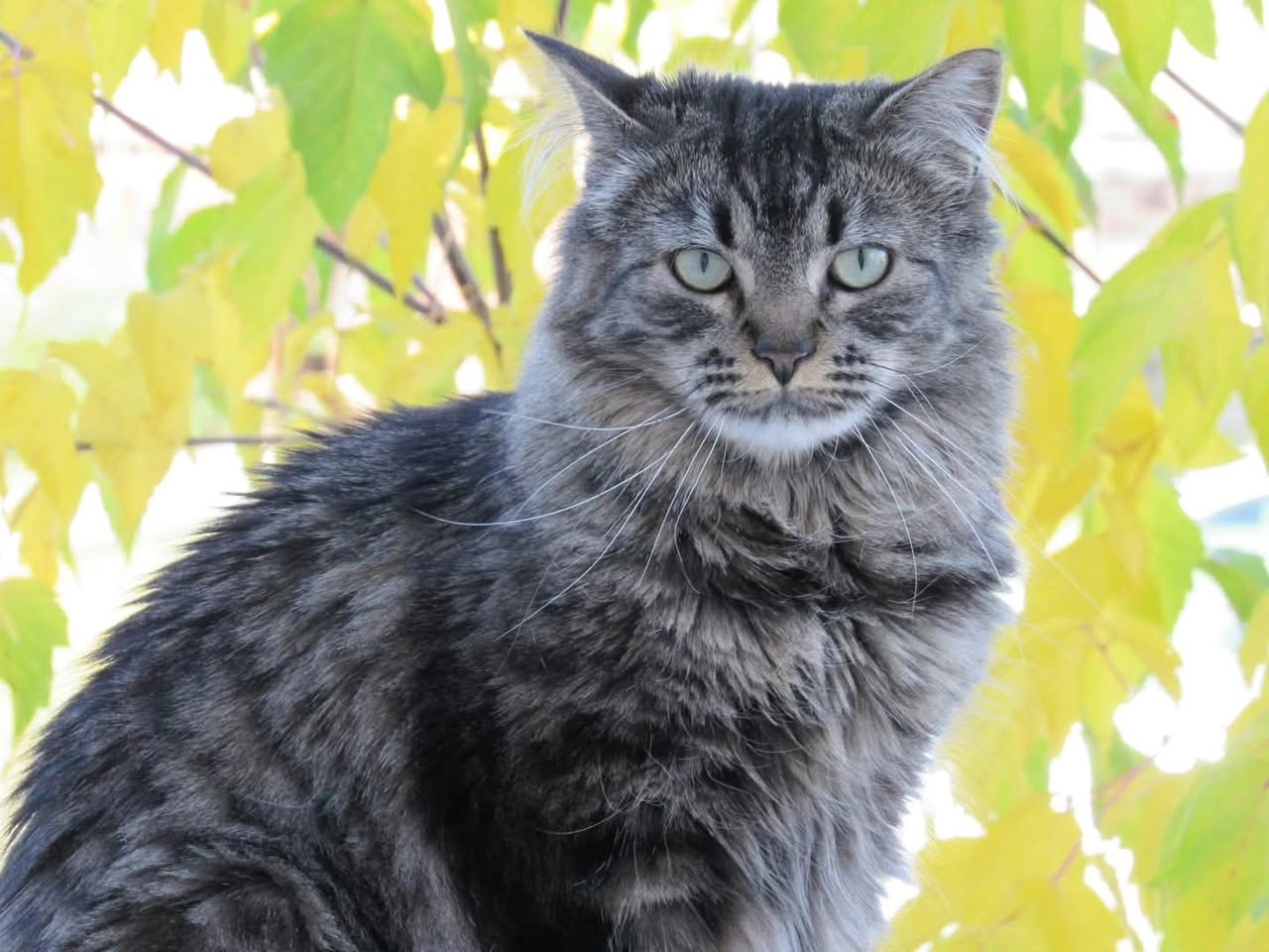 Lost Cat in Calgary