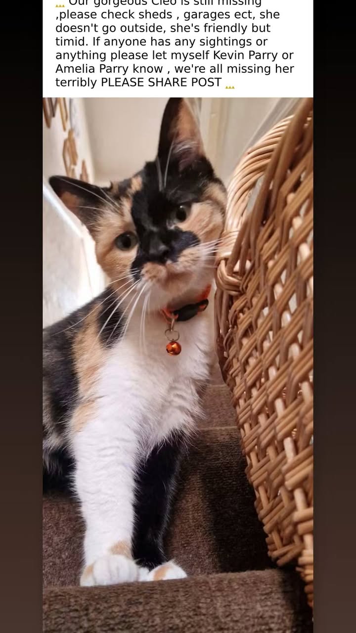 Lost cat