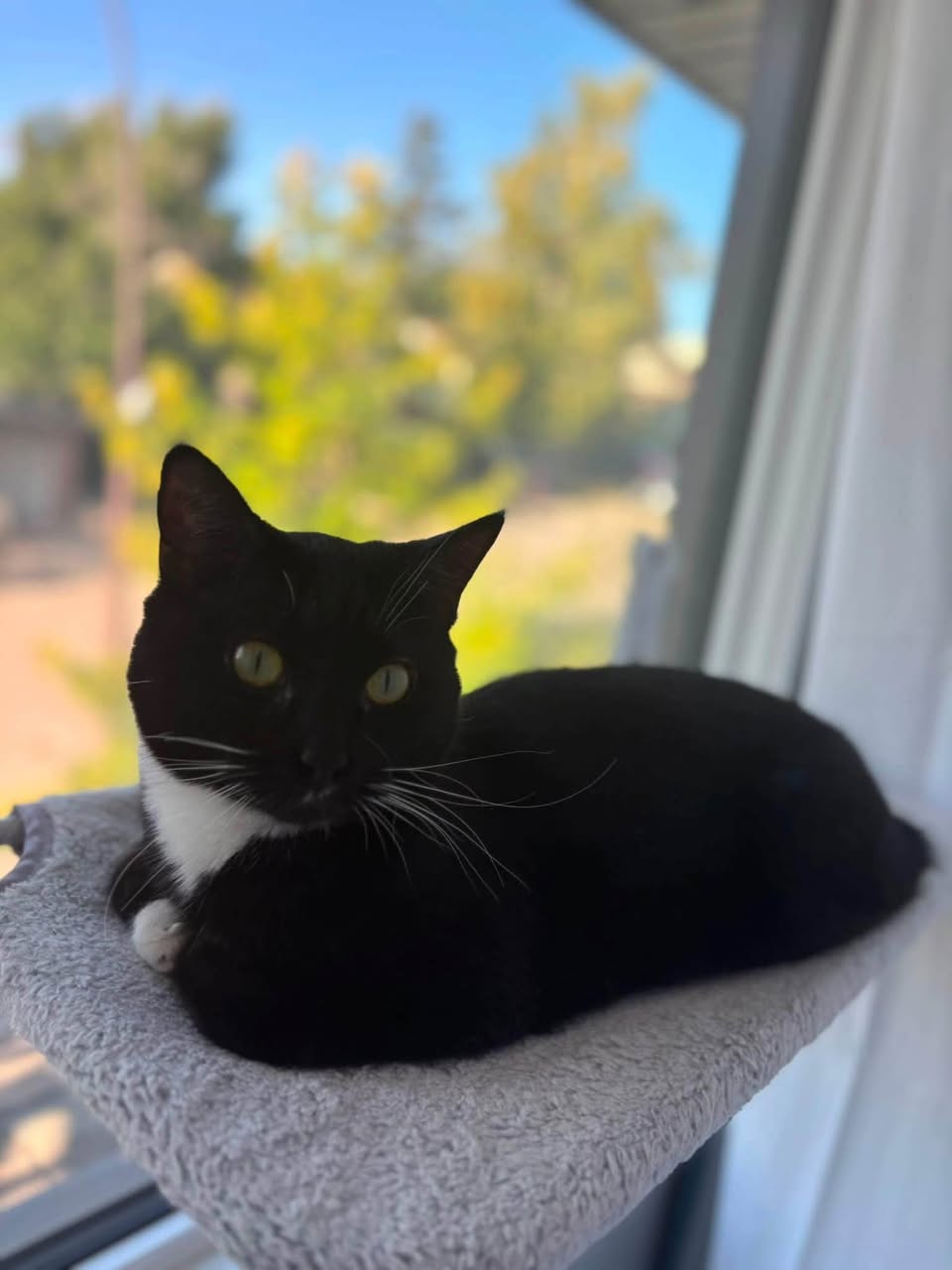 Lost cat