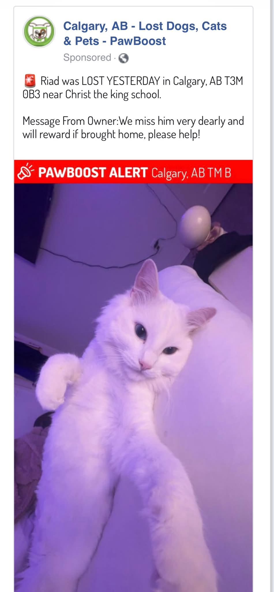 Lost cat
