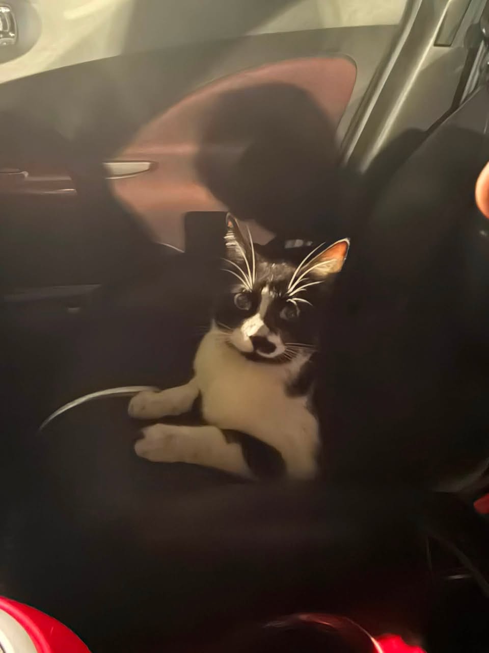 Found cat