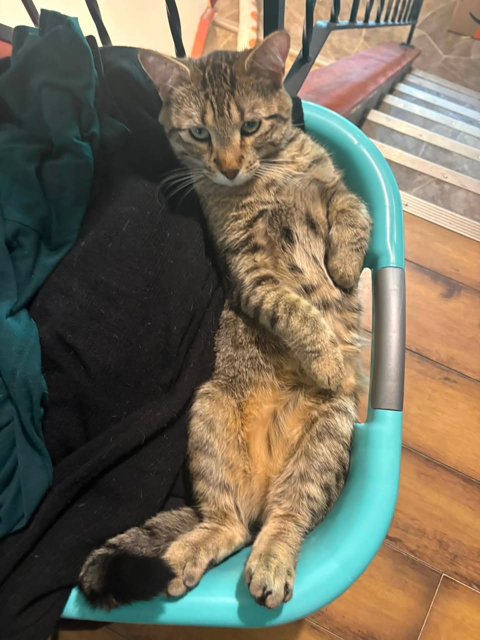 Lost Cat in Pineridge