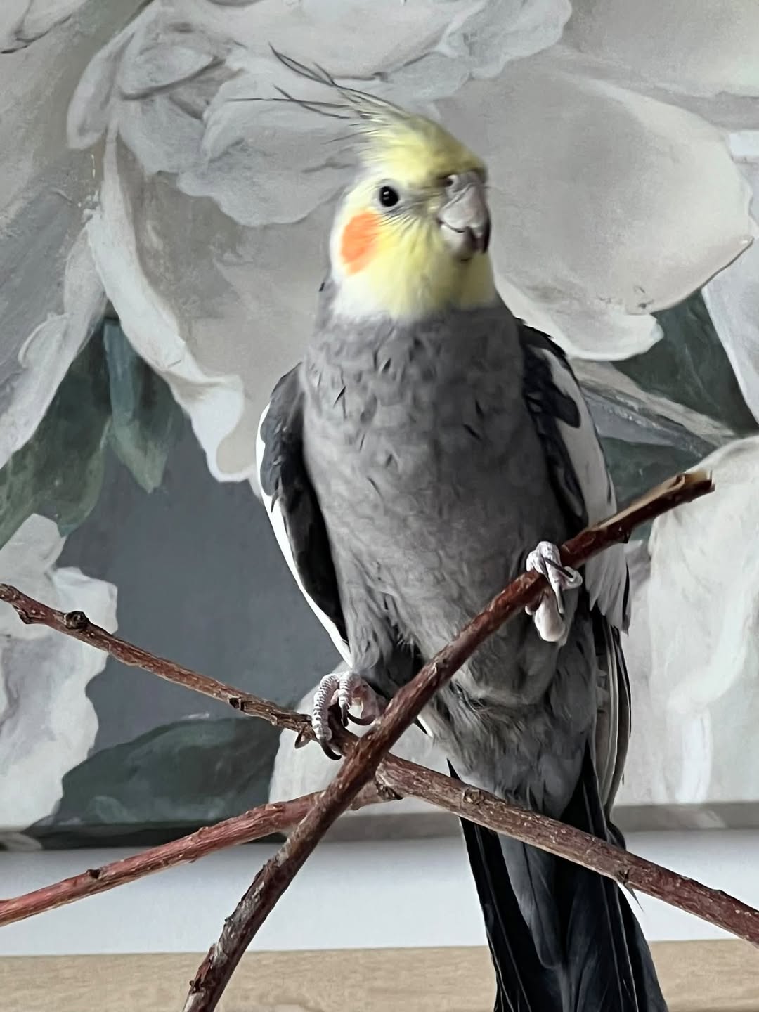 Lost bird