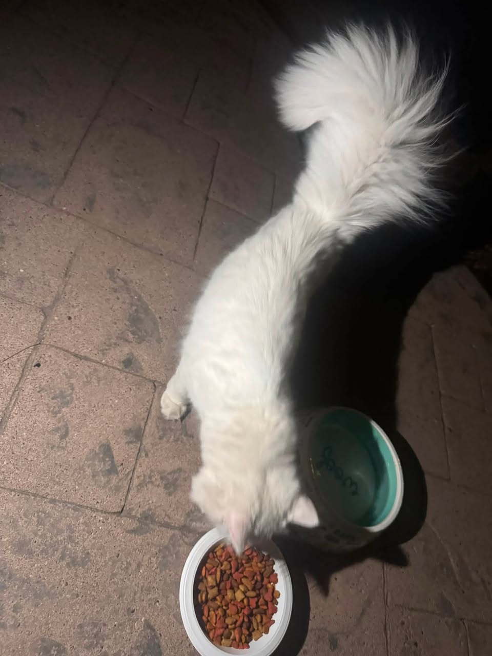 Found cat