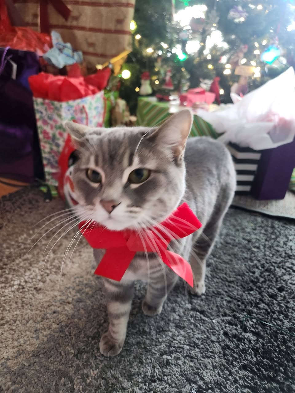 Lost Cat in Calgary