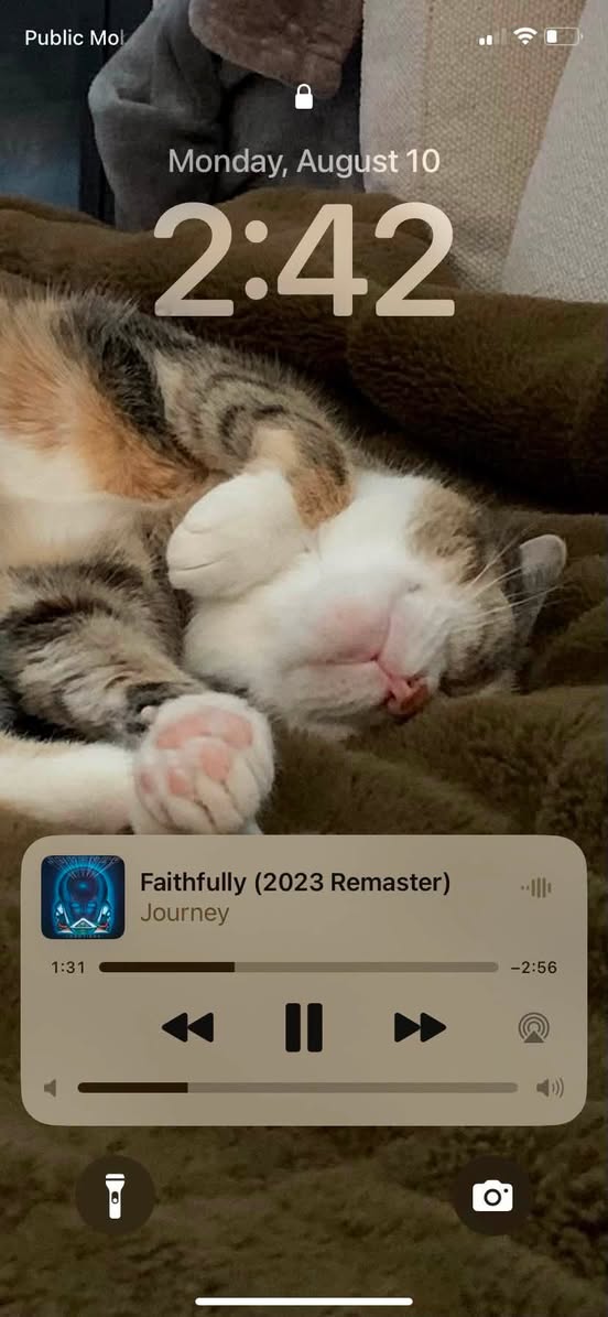 Lost cat