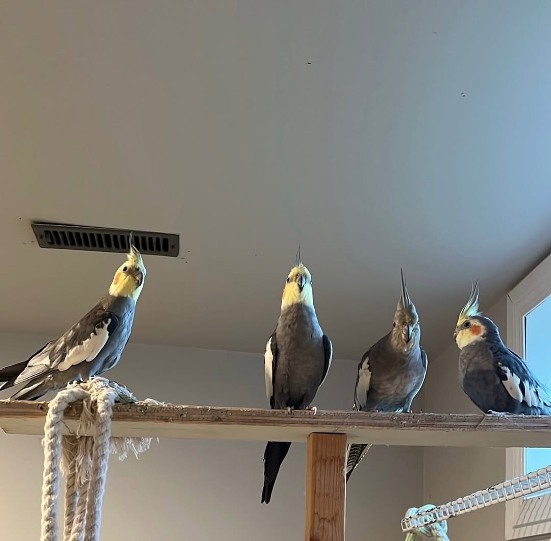 Lost bird