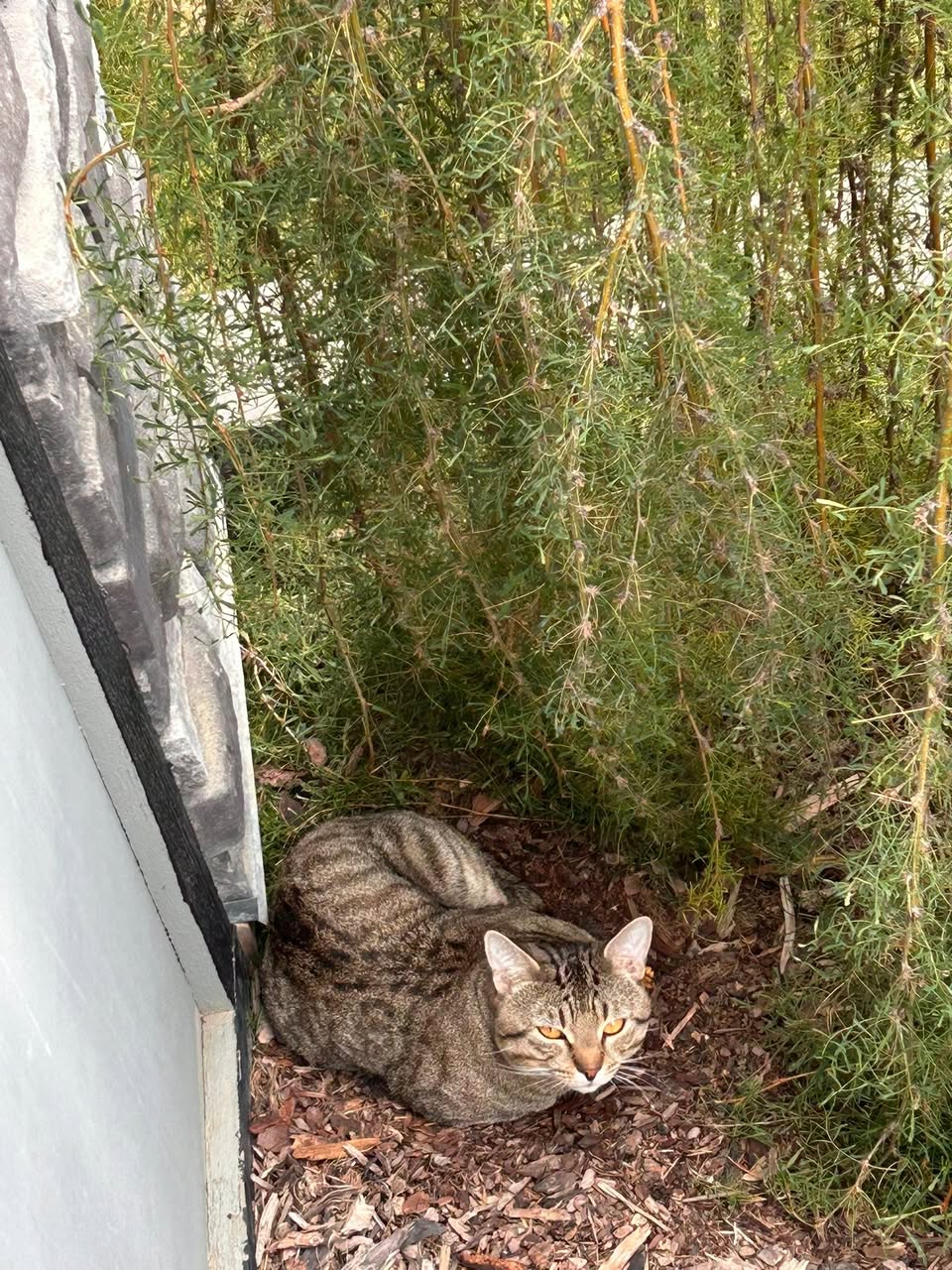 Found cat