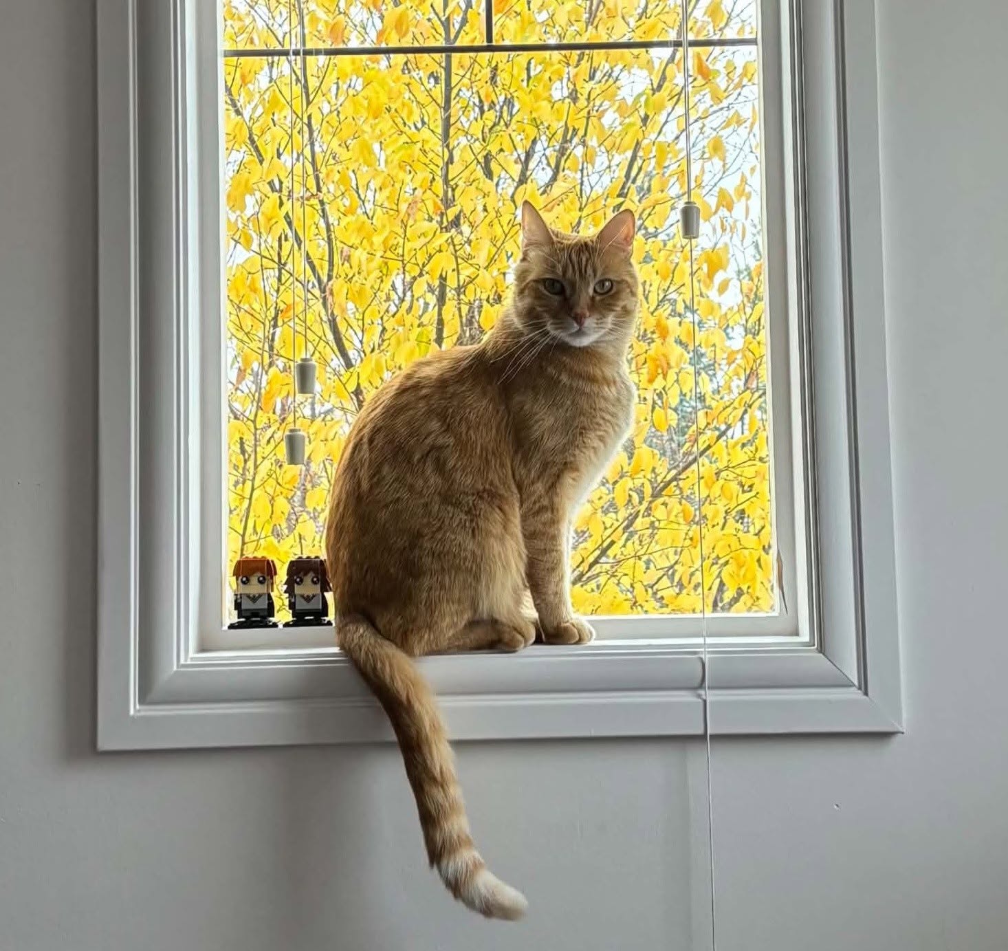 Lost cat