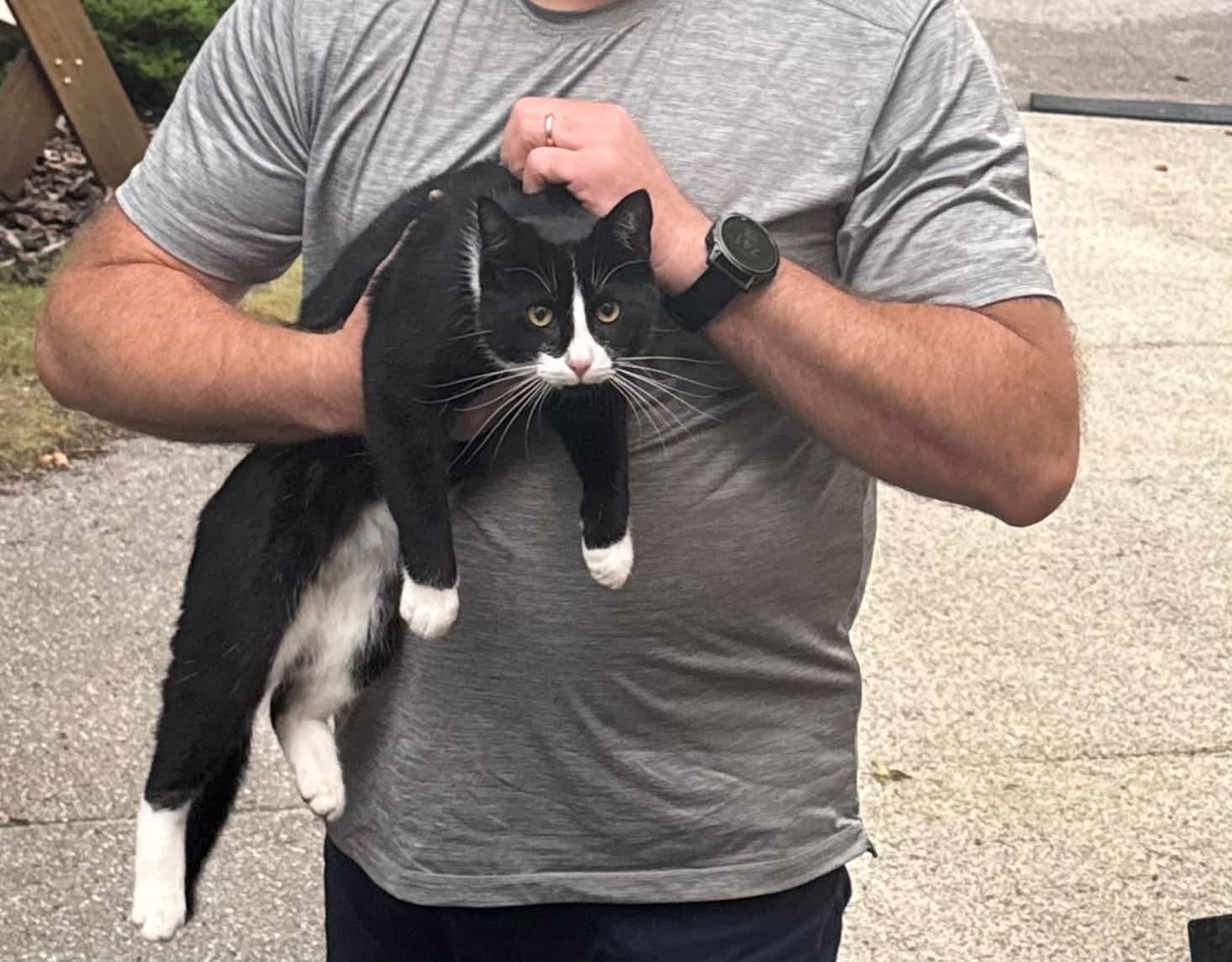 Found cat