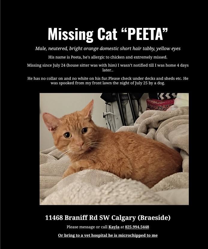 Lost cat