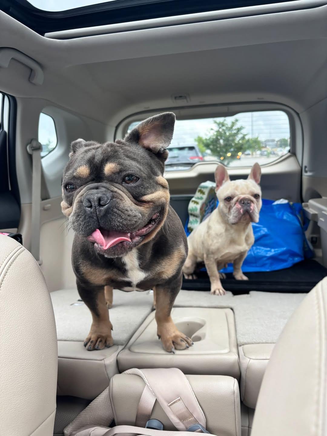 Found dog